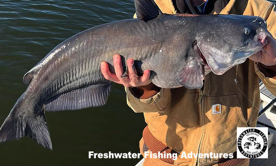 Lunker catfish caught at Lake Palestine in Texas