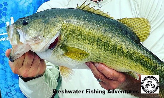 Largemouth bass caught at Lake Palestine in East Texas during a fishing tournament